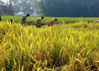 ন্যায্যমূল্য না পেয়ে হতাশ কৃষক