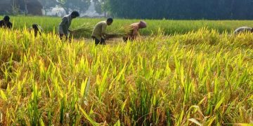 ন্যায্যমূল্য না পেয়ে হতাশ কৃষক