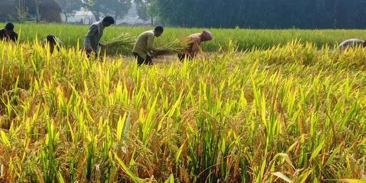 ন্যায্যমূল্য না পেয়ে হতাশ কৃষক