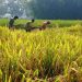 ন্যায্যমূল্য না পেয়ে হতাশ কৃষক