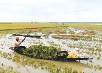 হাওরে ধান নিয়ে সংকটে কৃষক