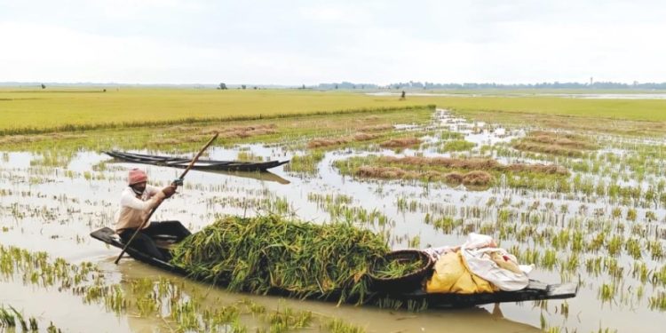 হাওরে ধান নিয়ে সংকটে কৃষক