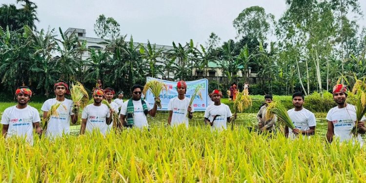 ডুবে যাওয়ার আগে কৃষকের ধান কেটে দিল বসুন্ধরা শুভসংঘ