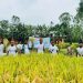 ডুবে যাওয়ার আগে কৃষকের ধান কেটে দিল বসুন্ধরা শুভসংঘ