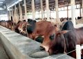 নারায়ণগঞ্জে কোরবানির পশুর চাহিদার তুলনায় জোগান বেশি