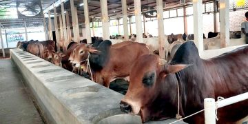নারায়ণগঞ্জে কোরবানির পশুর চাহিদার তুলনায় জোগান বেশি